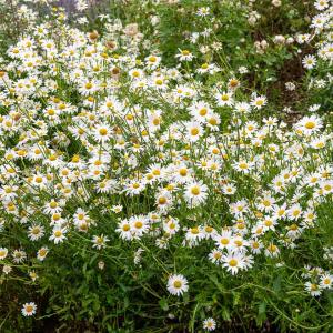 Grande Marguerite Perle des Prés - Graines d'Exception
